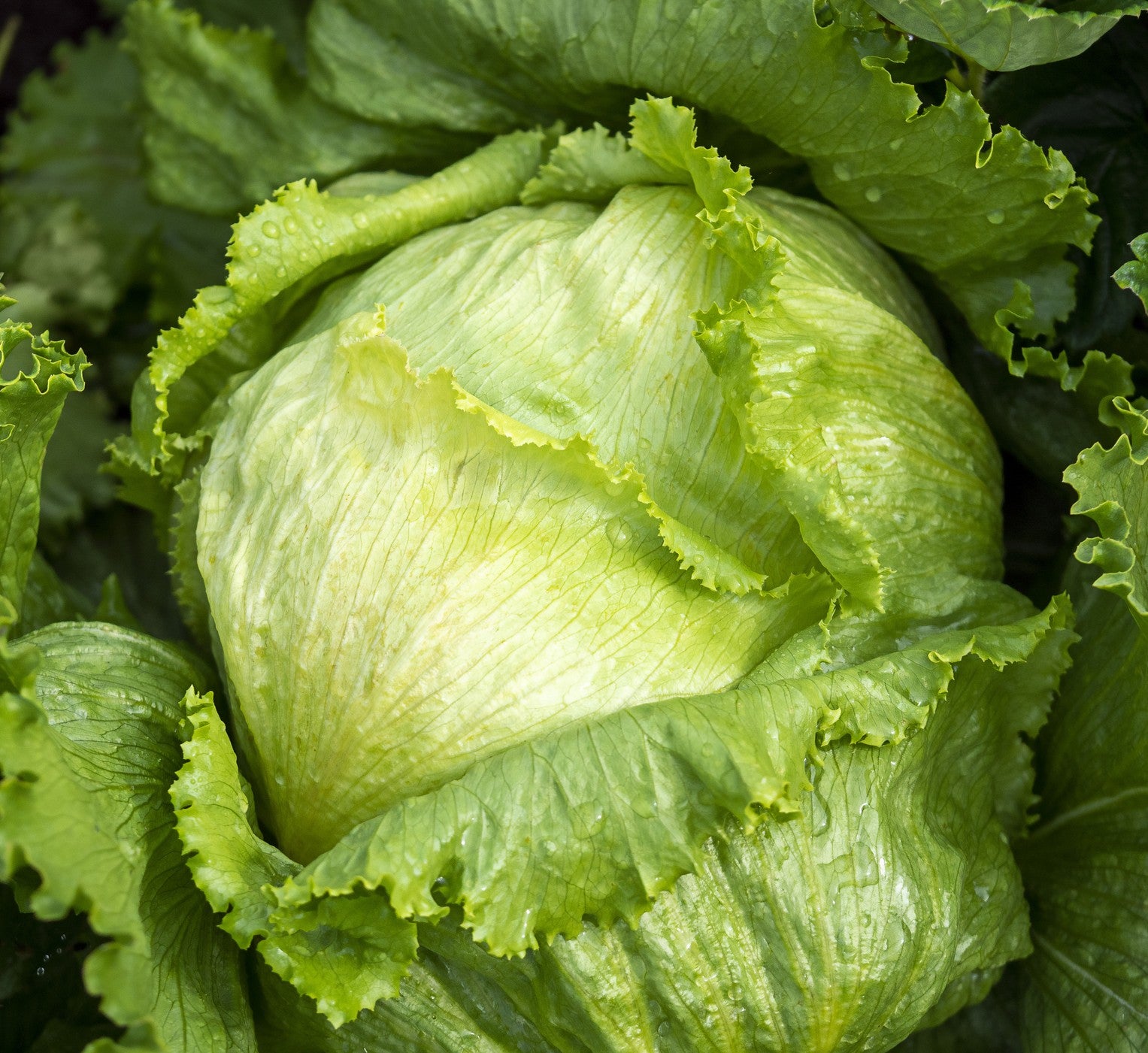 Great Lakes 659 Lettuce on the plant 