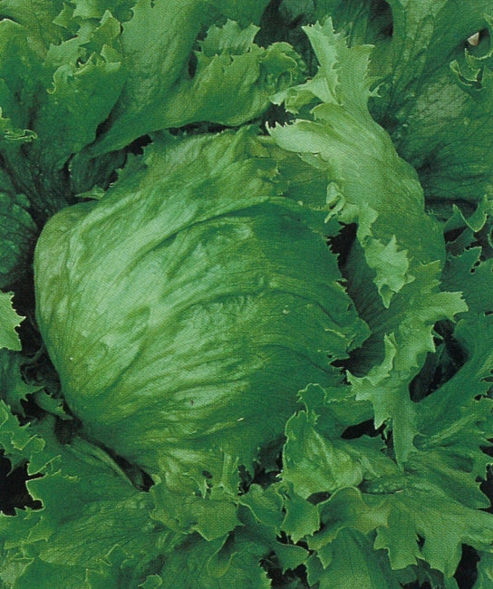 Great Lakes 659 Lettuce on the plant 
