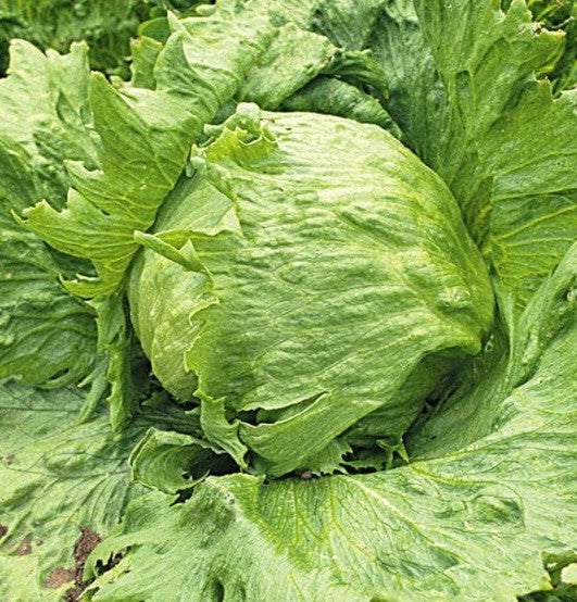 Great Lakes 659 Lettuce Seeds – 1g (~900 Seeds)