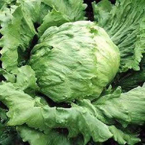 Great Lakes 659 Lettuce on the plant 