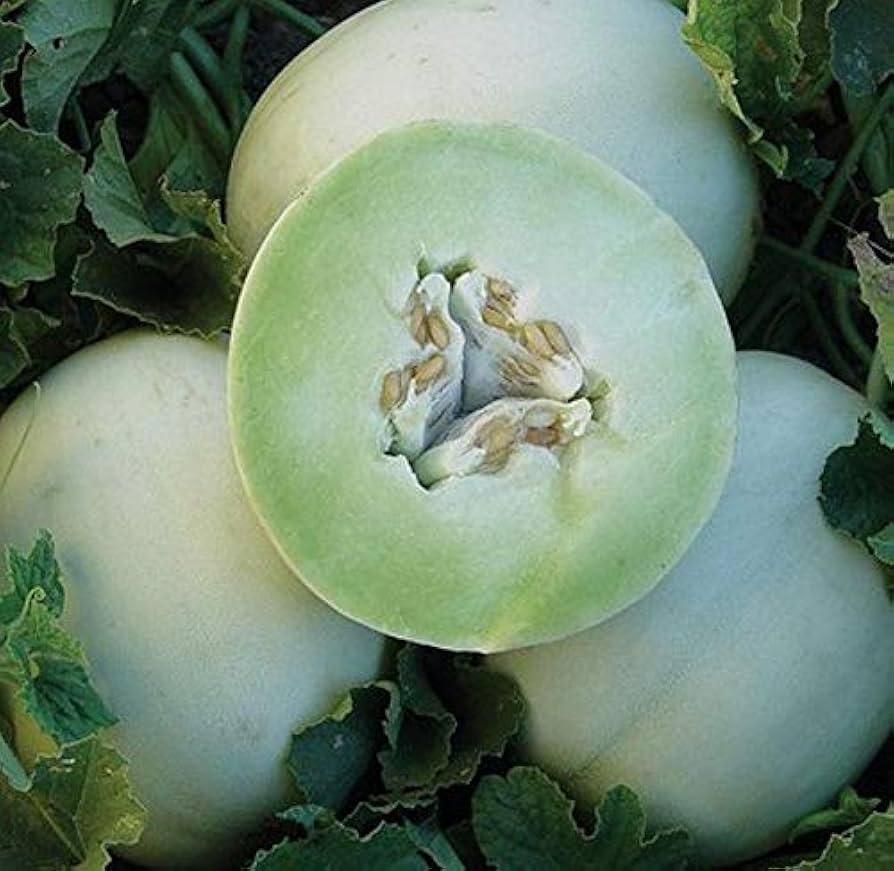 Green Flesh Honeydew Melon growing on the vine