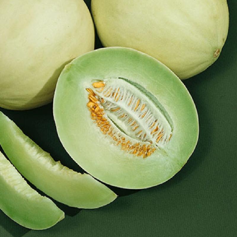 Green Flesh Honeydew Melon growing on the vine