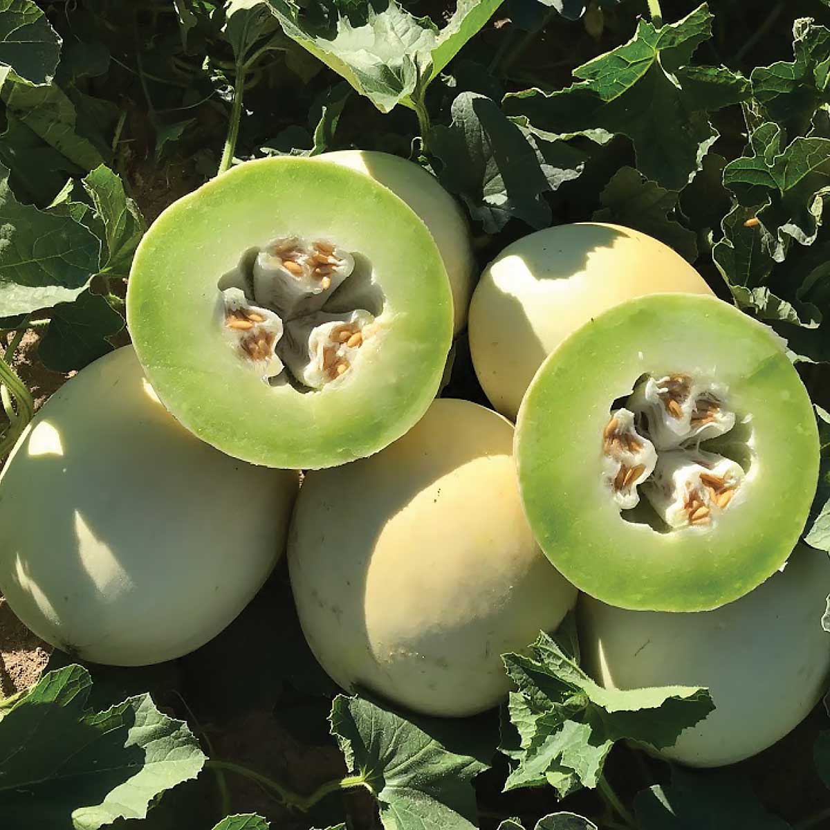 Green Flesh Honeydew Melon growing on the vine