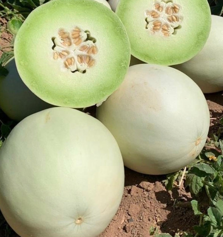 Green Flesh Honeydew Melon growing on the vine