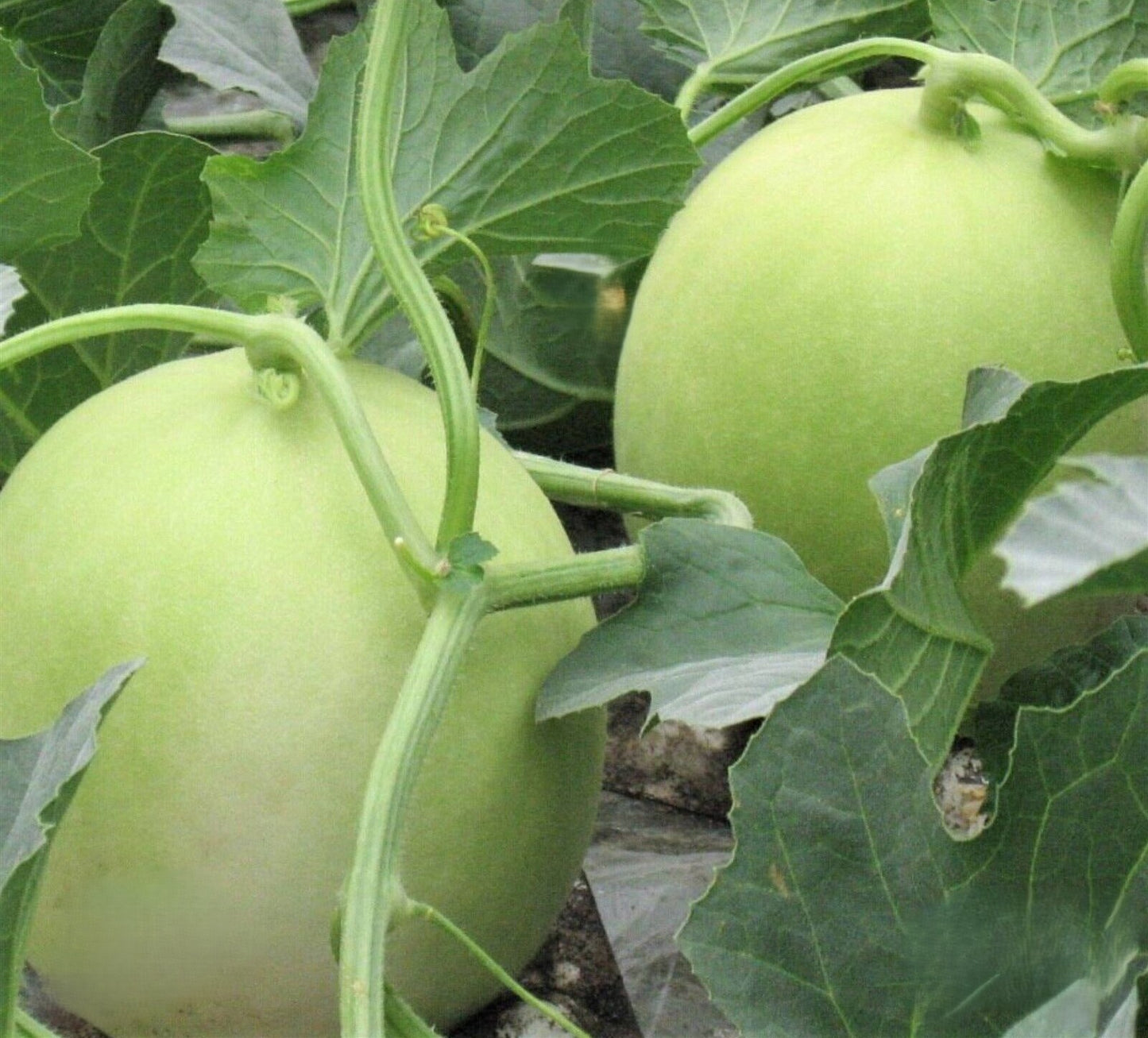 Green Flesh Honeydew Melon growing on the vine