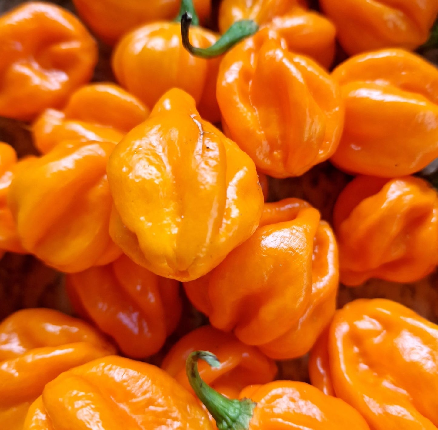 Orange Habanero Pepper on the plant