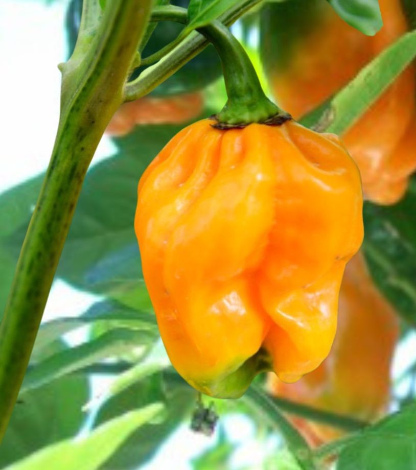 Orange Habanero Pepper on the plant