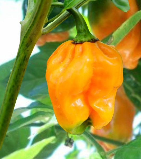 20 - Premium Heirloom Harvest of Super-Hot Orange Habanero Pepper Seeds