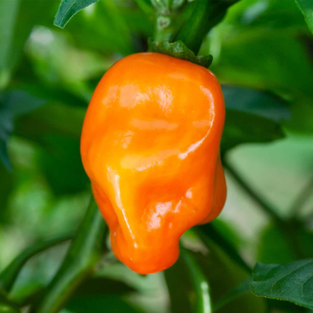 Orange Habanero Pepper on the plant