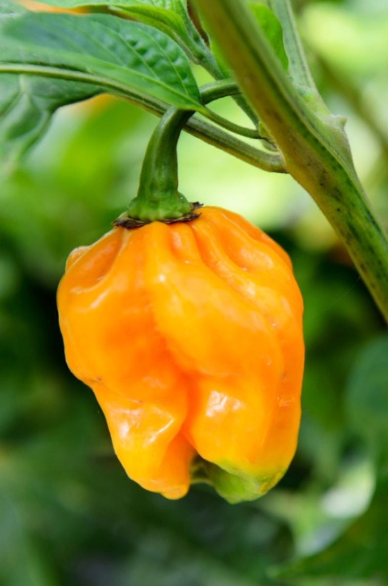 Orange Habanero Pepper on the plant
