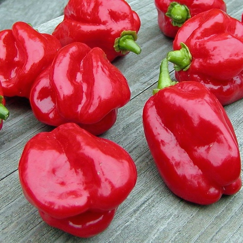 Red Habanero Pepper on the plant