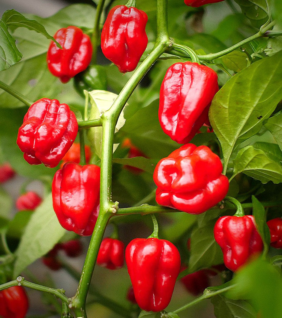 Red Habanero Pepper on the plant