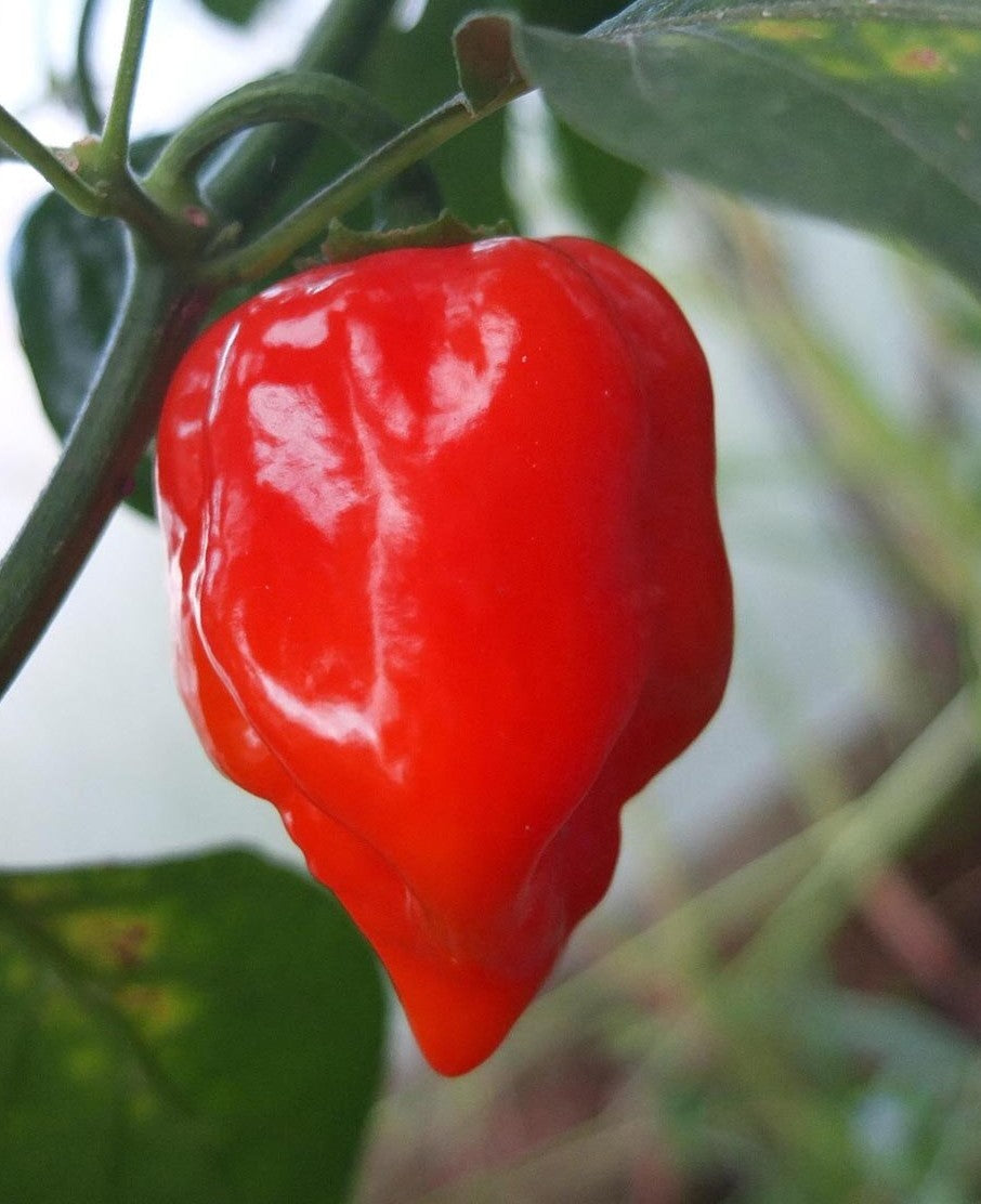 Red Habanero Pepper on the plant