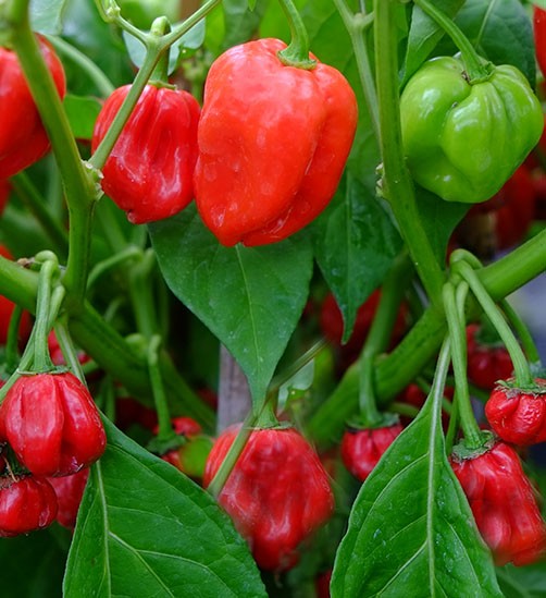 Red Habanero Pepper on the plant