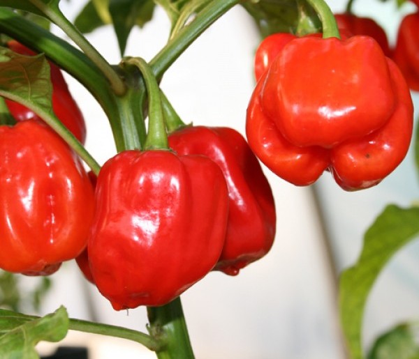 Red Habanero Pepper on the plant