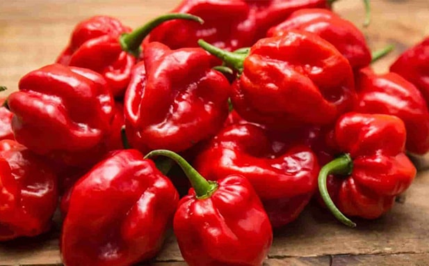 Red Habanero Pepper on the plant