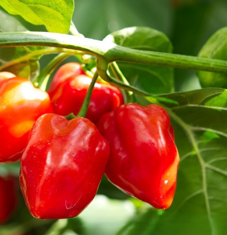 Red Habanero Pepper on the plant