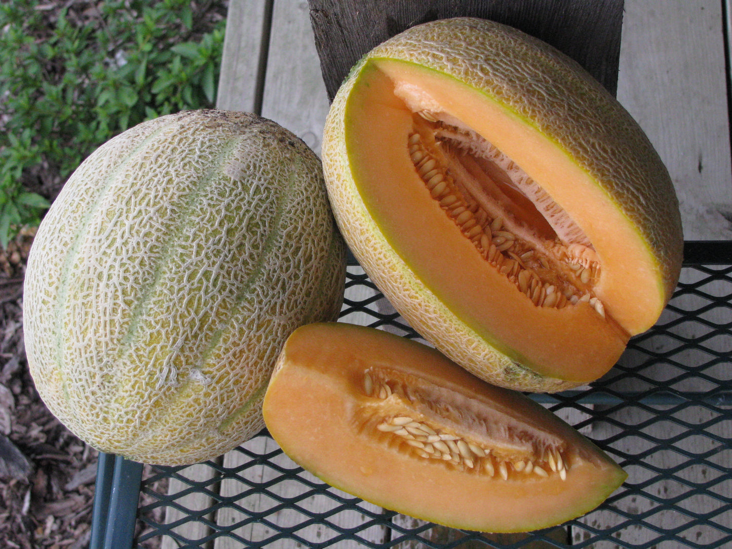 Hale's Best Jumbo Cantaloupe growing on the vine