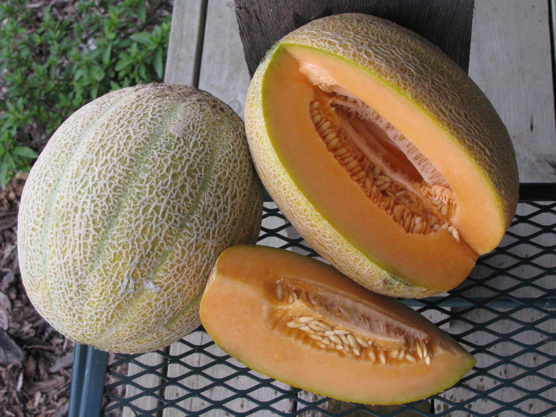 Hale's Best Jumbo Cantaloupe growing on the vine