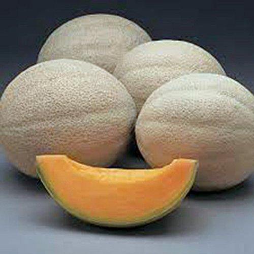 Hale's Best Jumbo Cantaloupe growing on the vine