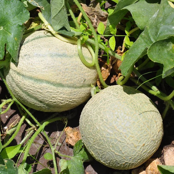 Hale's Best Jumbo Cantaloupe growing on the vine