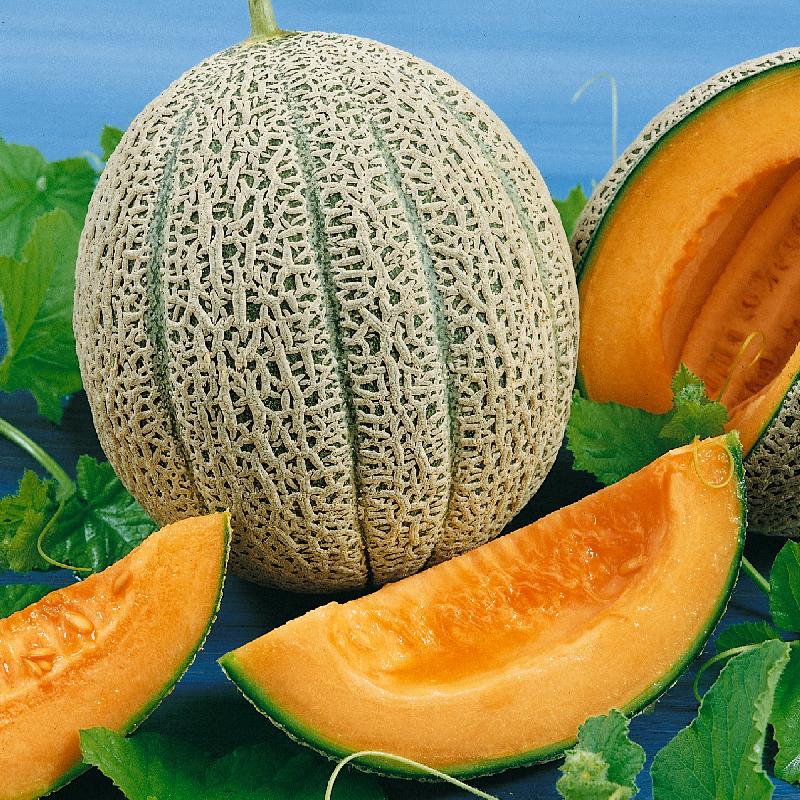 Hale's Best Jumbo Cantaloupe growing on the vine