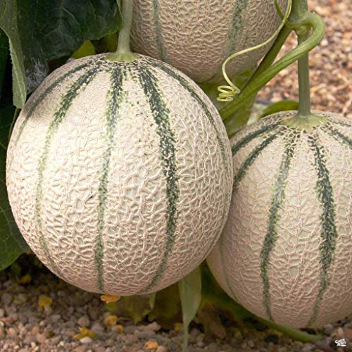 Hale's Best Jumbo Cantaloupe growing on the vine