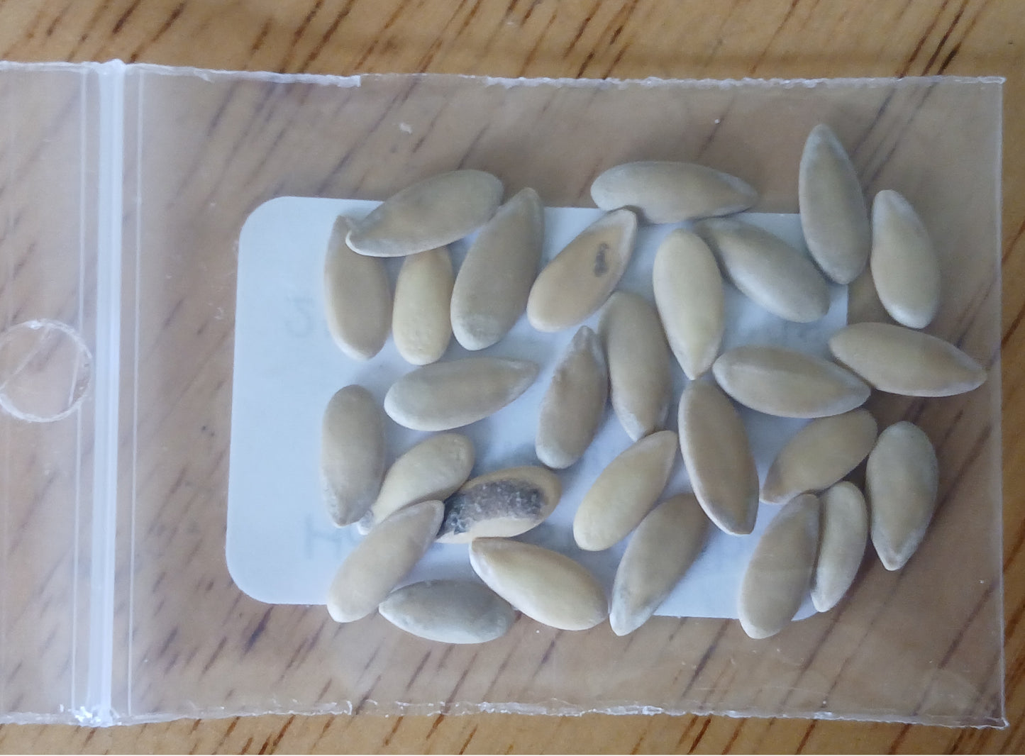 Hale's Best Jumbo Cantaloupe Heirloom seeds