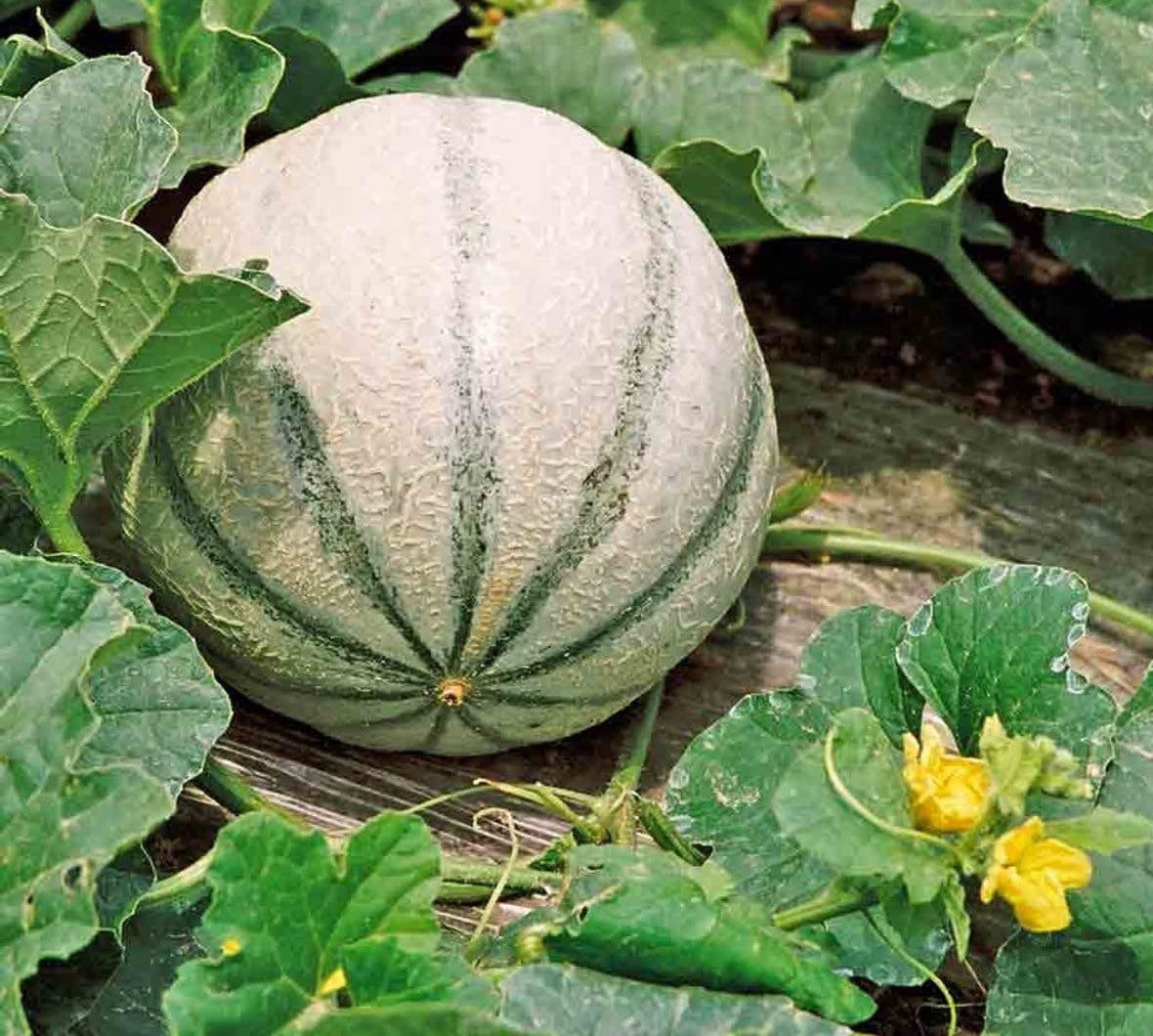 Hearts of Gold Melon growing on the vine