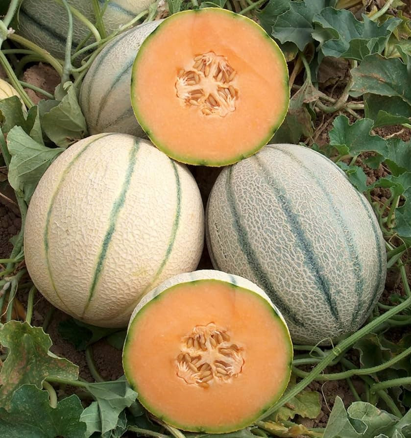 Hearts of Gold Melon growing on the vine