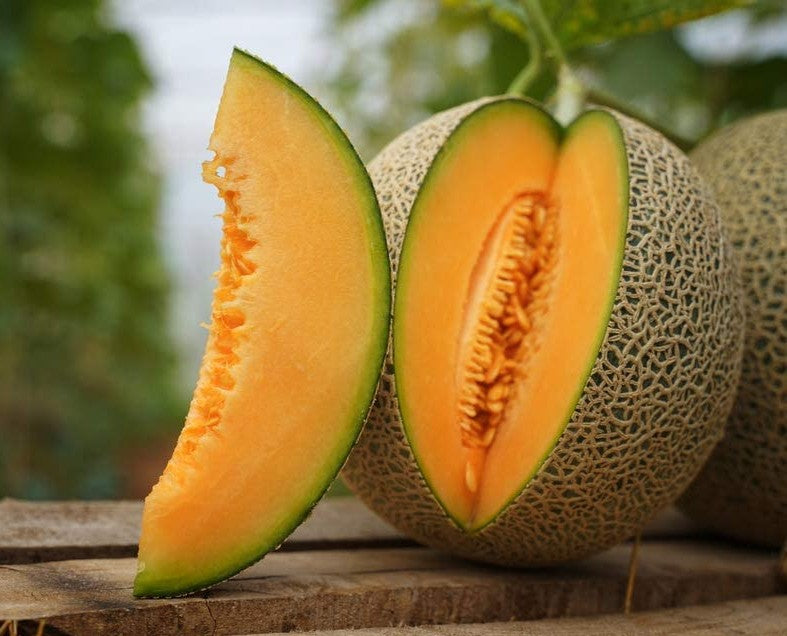 Hearts of Gold Melon growing on the vine