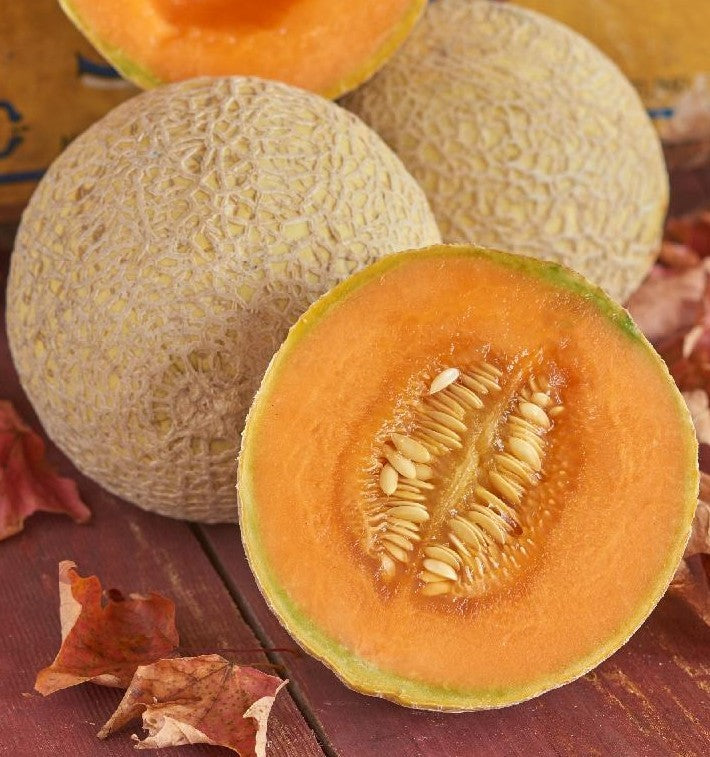 Hearts of Gold Melon growing on the vine
