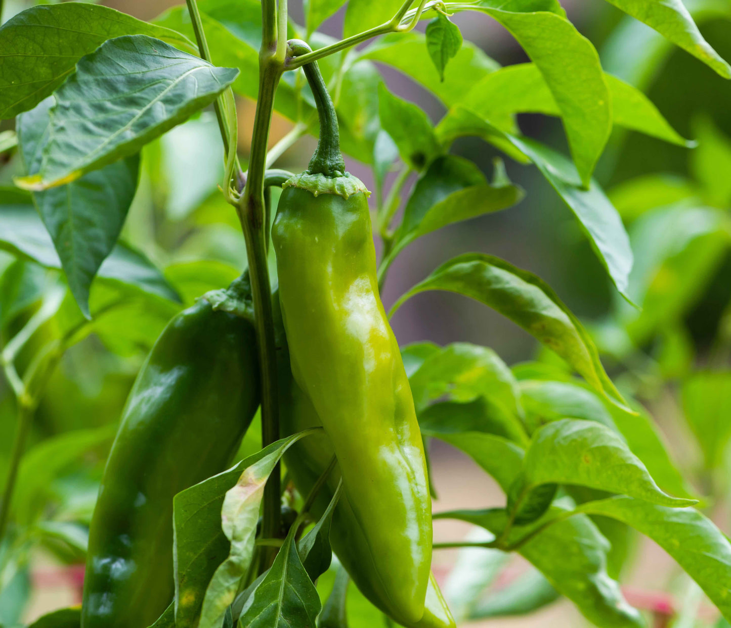 Italian Pepperoncini Pepper on the plant