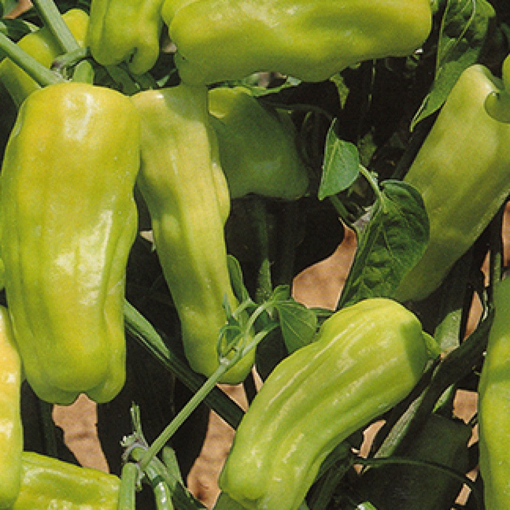 Italian Pepperoncini Pepper on the plant