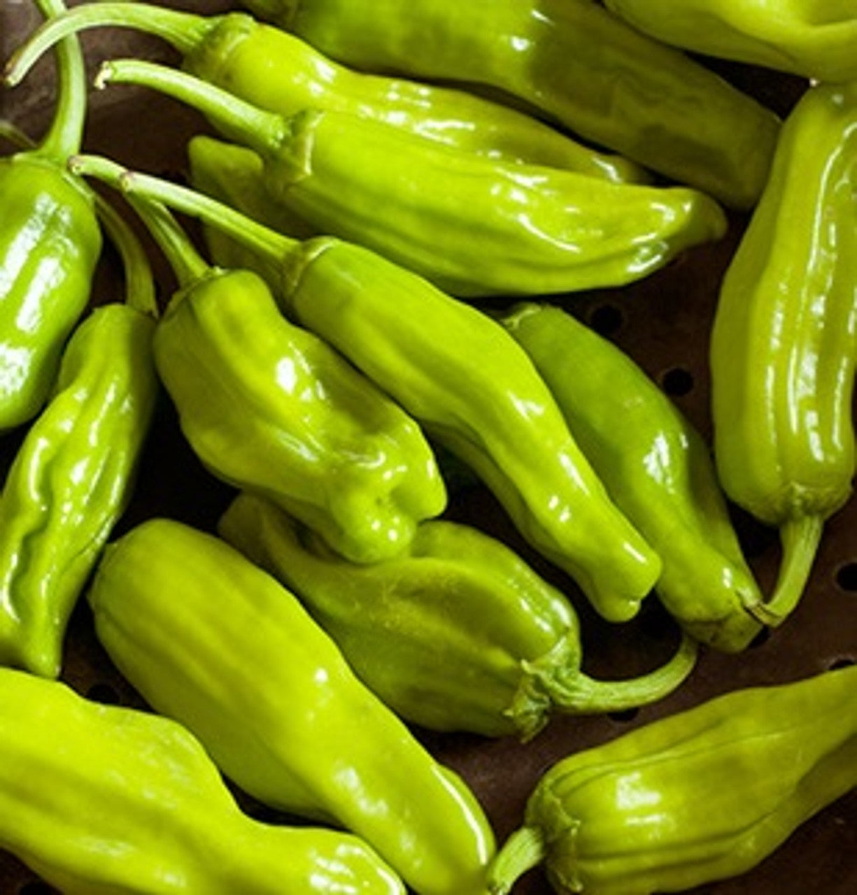 Italian Pepperoncini Pepper on the plant