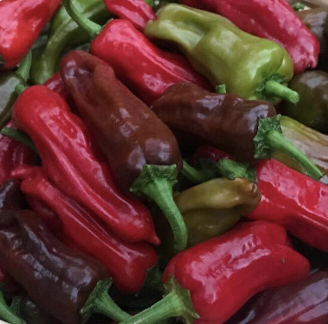 Italian Pepperoncini Pepper on the plant
