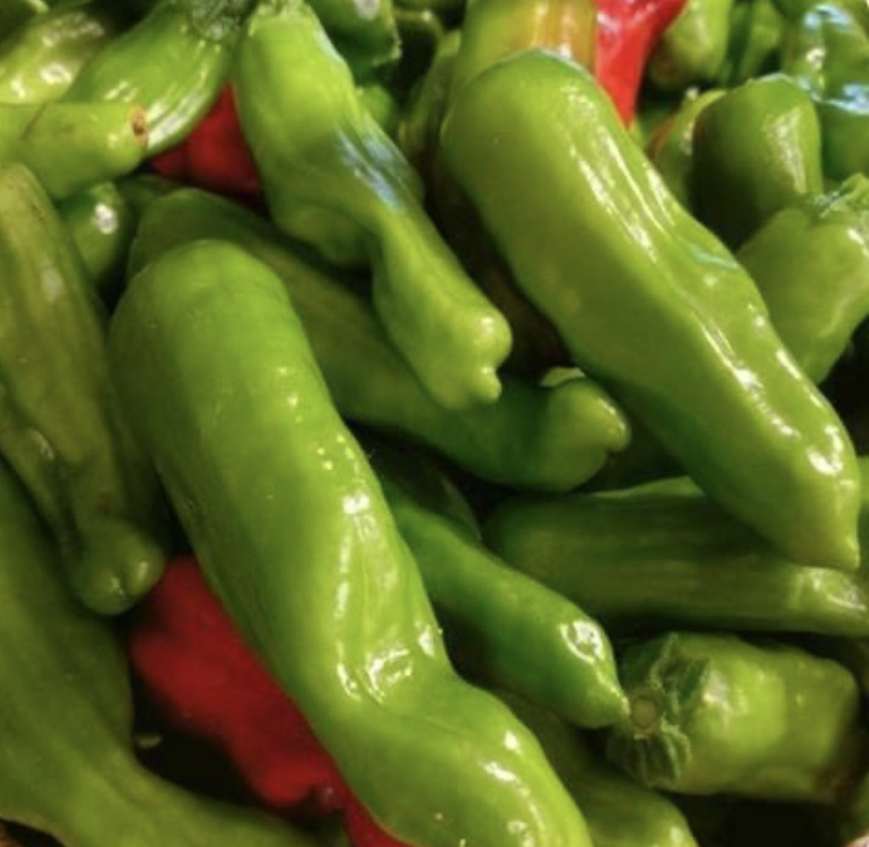 Italian Pepperoncini Pepper on the plant