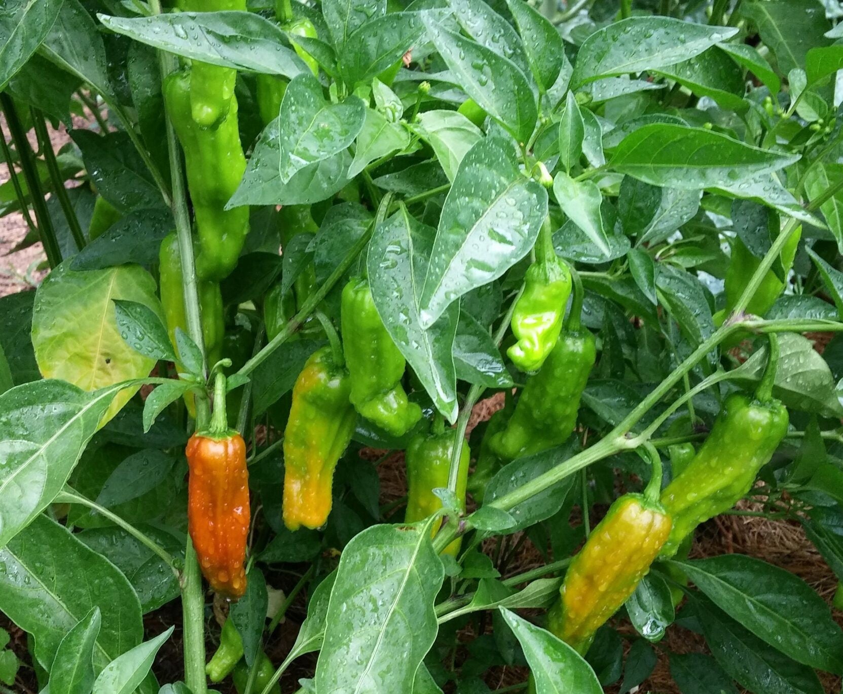 Italian Pepperoncini Pepper on the plant