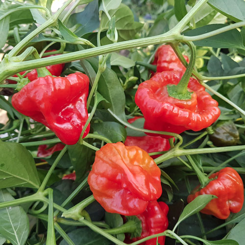 20 - Heirloom Harvest of Premium Jamaican Red Scotch Bonnet Pepper Seeds