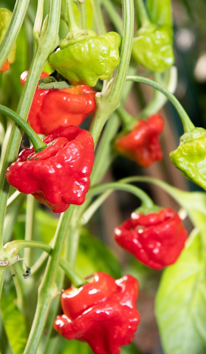 Jamaican Red Scotch Bonnet Pepper on the plant
