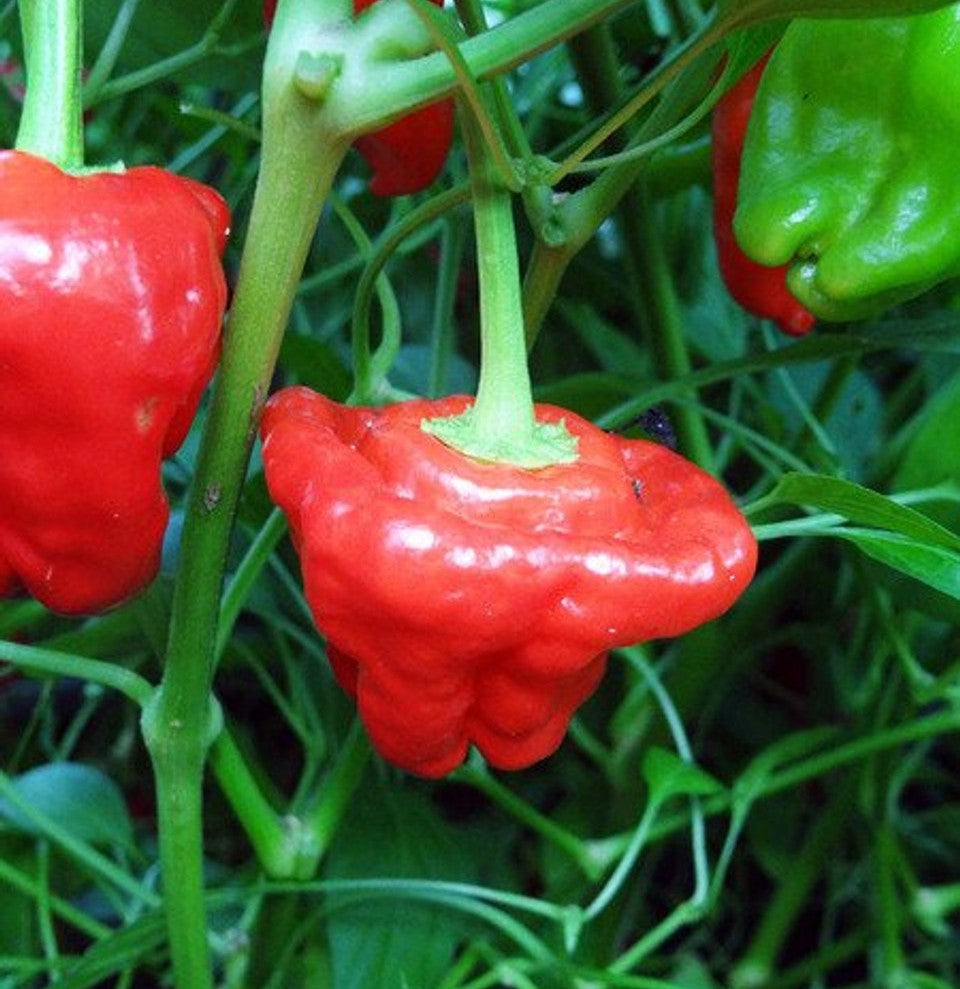 Jamaican Red Scotch Bonnet Pepper on the plant