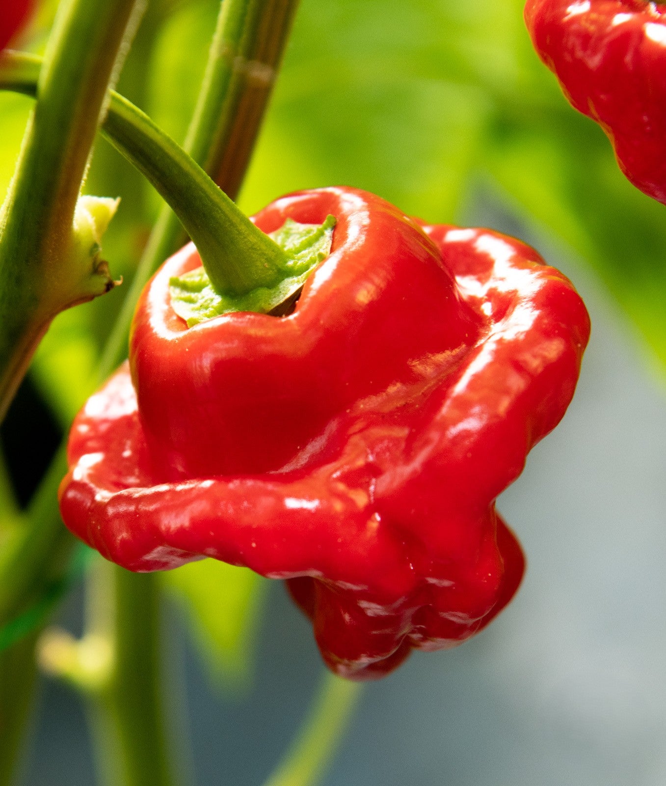 Jamaican Red Scotch Bonnet Pepper on the plant