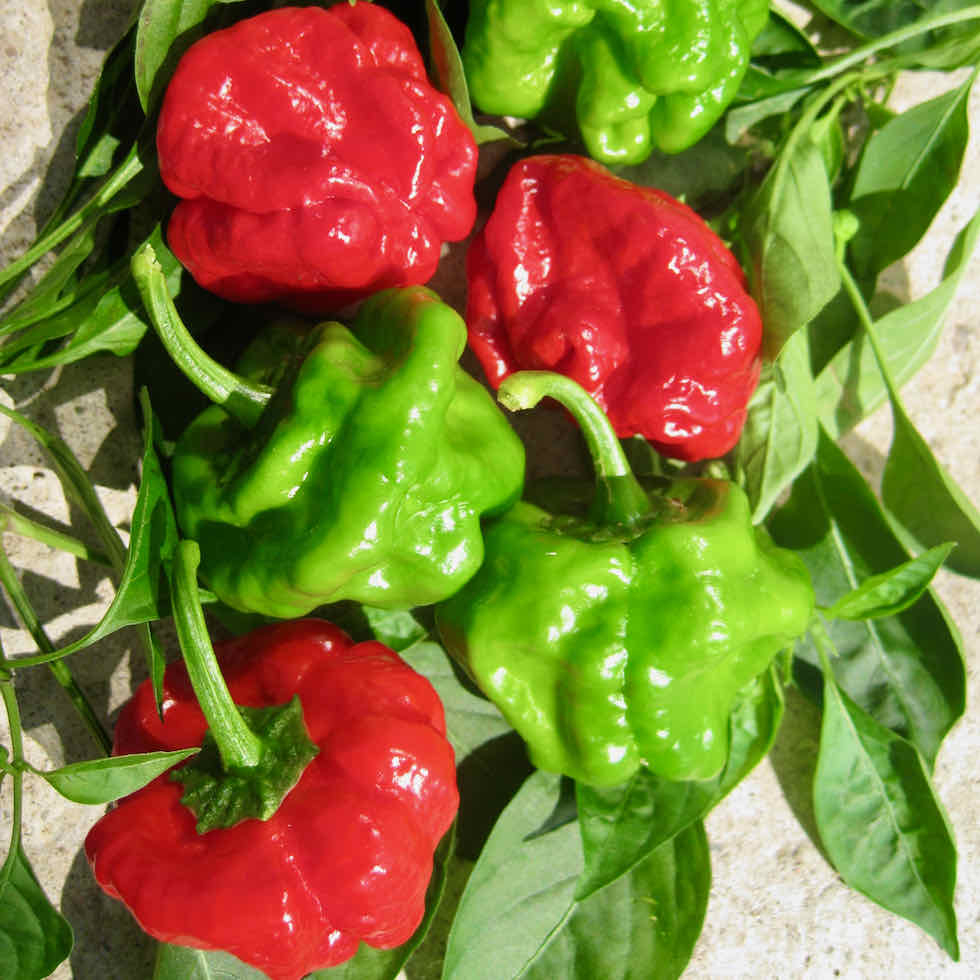 Jamaican Red Scotch Bonnet Pepper on the plant