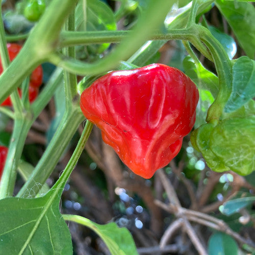 Jamaican Red Scotch Bonnet Pepper on the plant