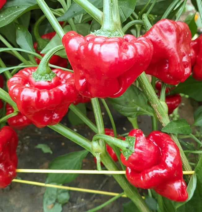 Jamaican Red Scotch Bonnet Pepper on the plant
