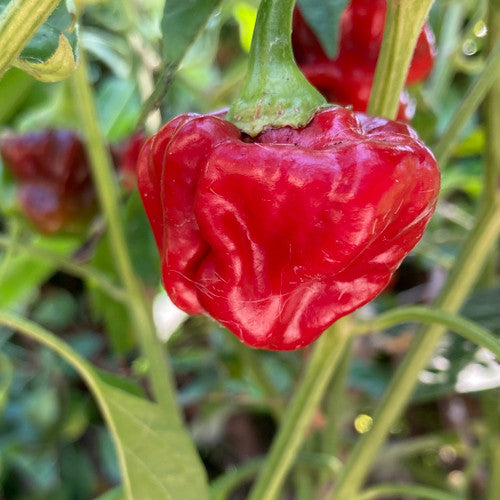 Jamaican Red Scotch Bonnet Pepper on the plant