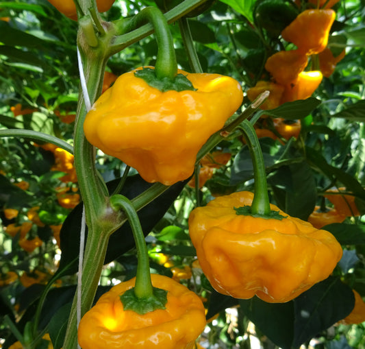20 Fresh Harvest of Quality Jamaican Yellow Scotch Bonnet Pepper Seeds