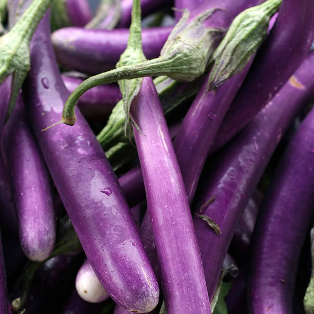 Long Purple Eggplant Growing on the Plant