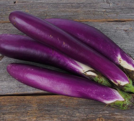 Long Purple Eggplant Growing on the Plant