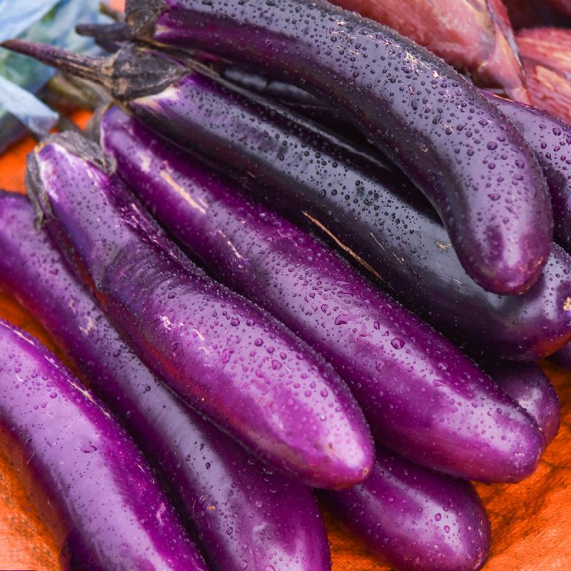Long Purple Eggplant Growing on the Plant